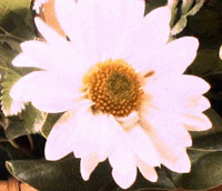 Daisy