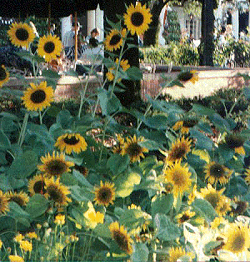 Sunflower photo
