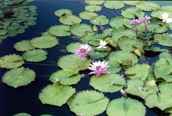 Water Lilies