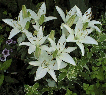Lilies