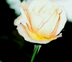 Yellow  rose