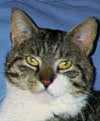 Mr. Mooch
