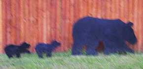 Bears