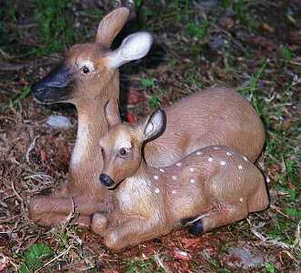Deer