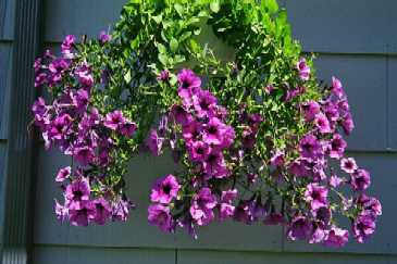 Petunias