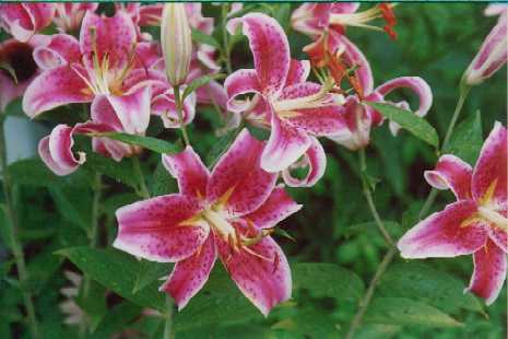 Lillies