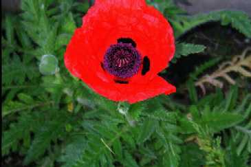Poppy
