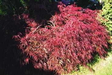 Japanese Maple