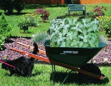 wheelbarrow with catnip