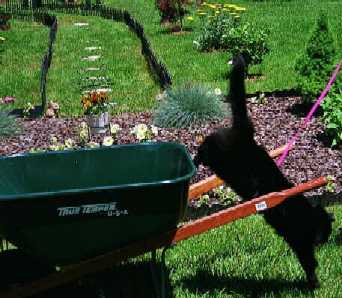 empty wheelbarrow