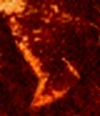 MammothRider_left_foot_by_itself.JPG (19378 bytes)