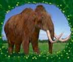 Woollymammoth_bw.jpg (3760 bytes)