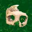 neanderthalskull_1.JPG (2473 bytes)