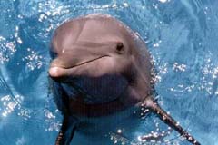 Dolphins