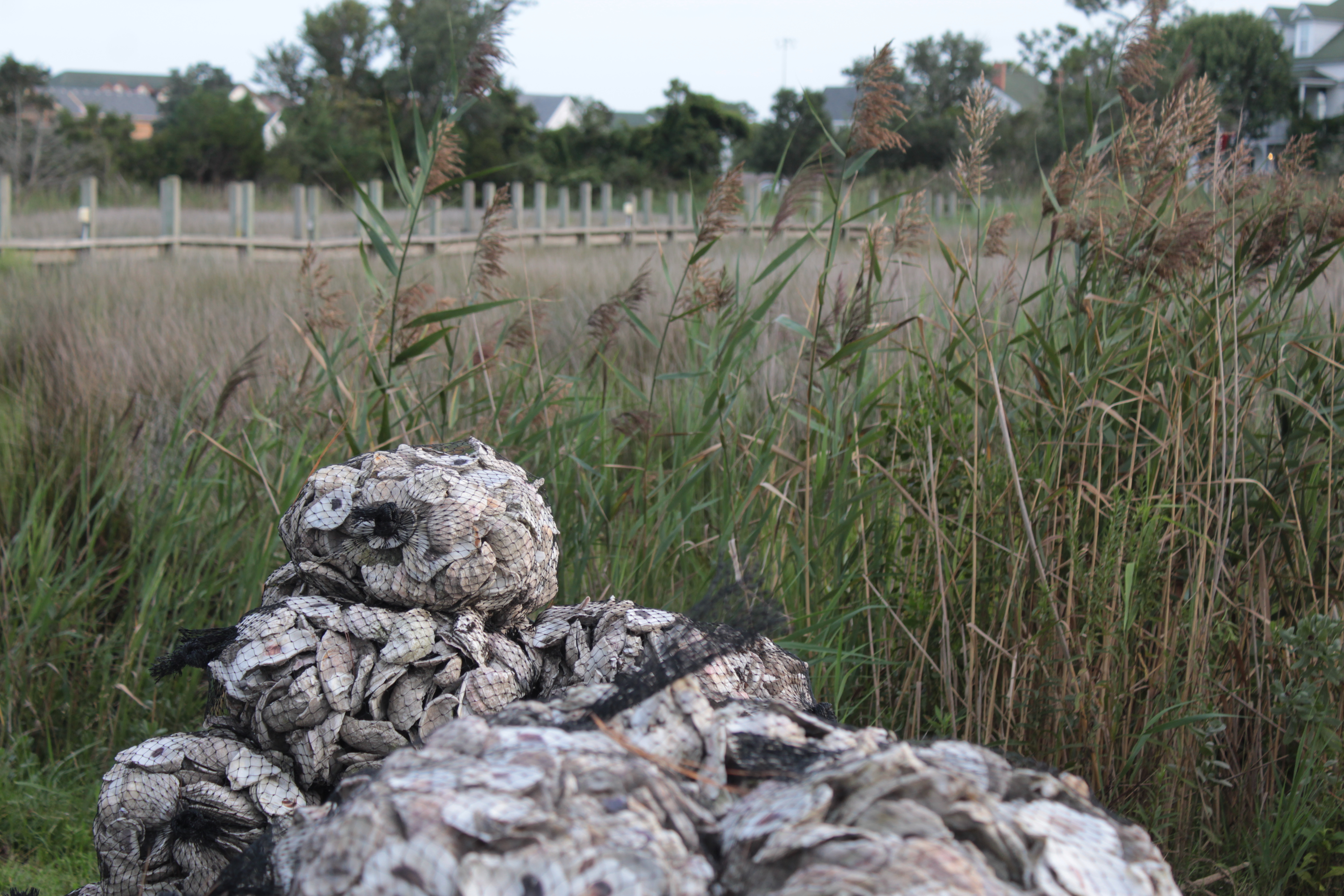 Oysters