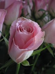 IMG_1168.JPG