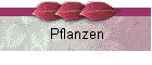 Pflanzen