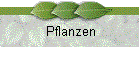 Pflanzen