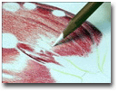Tulip drawn by colored pencil