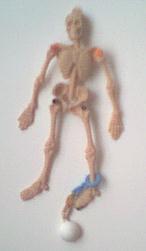 Skeleton