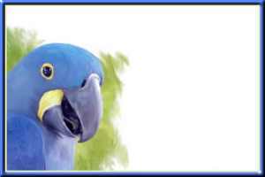 bluebird2