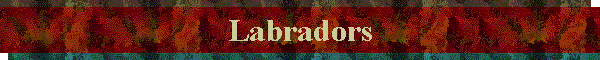 Labradors