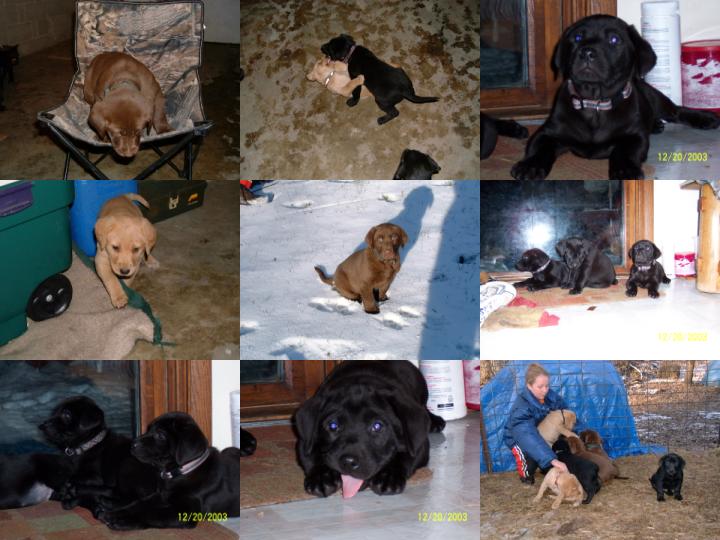 PUPPIES