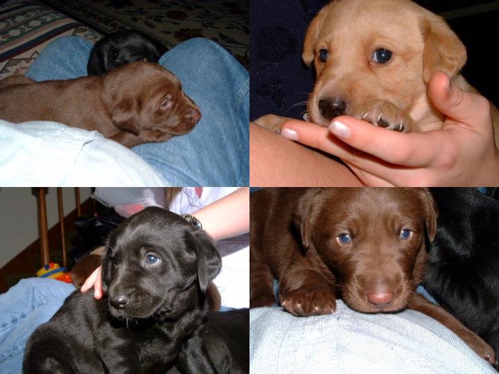 PUPPIES