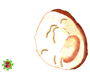 viraiG7.gif (317990 bytes)