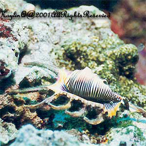 Lambis Truncata Sp.