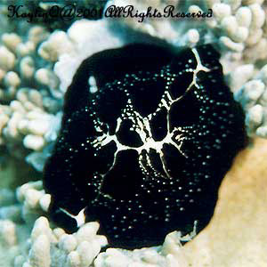 Ovula Ovum Sp.