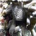 Calpurnus Verrucosus Sp.