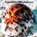 Cypraea Tigris Sp.