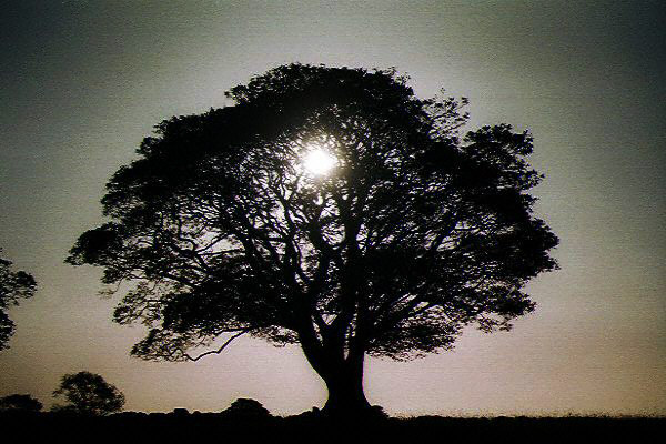 Pic of tree