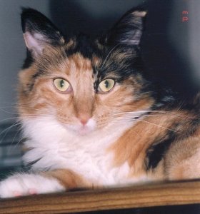 Forest Spirit Evita