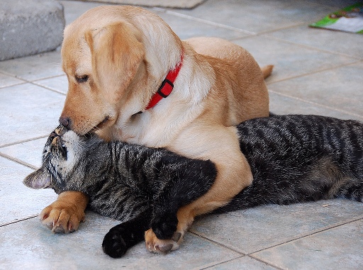 gato e cachorro