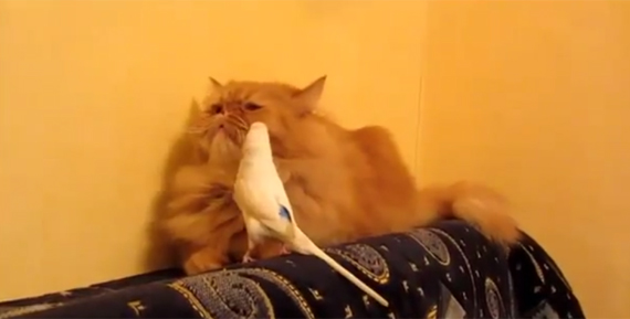 gato e calopsita