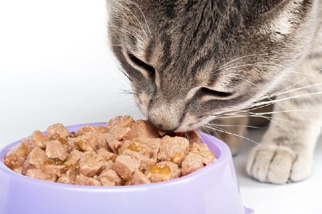 gato comendo