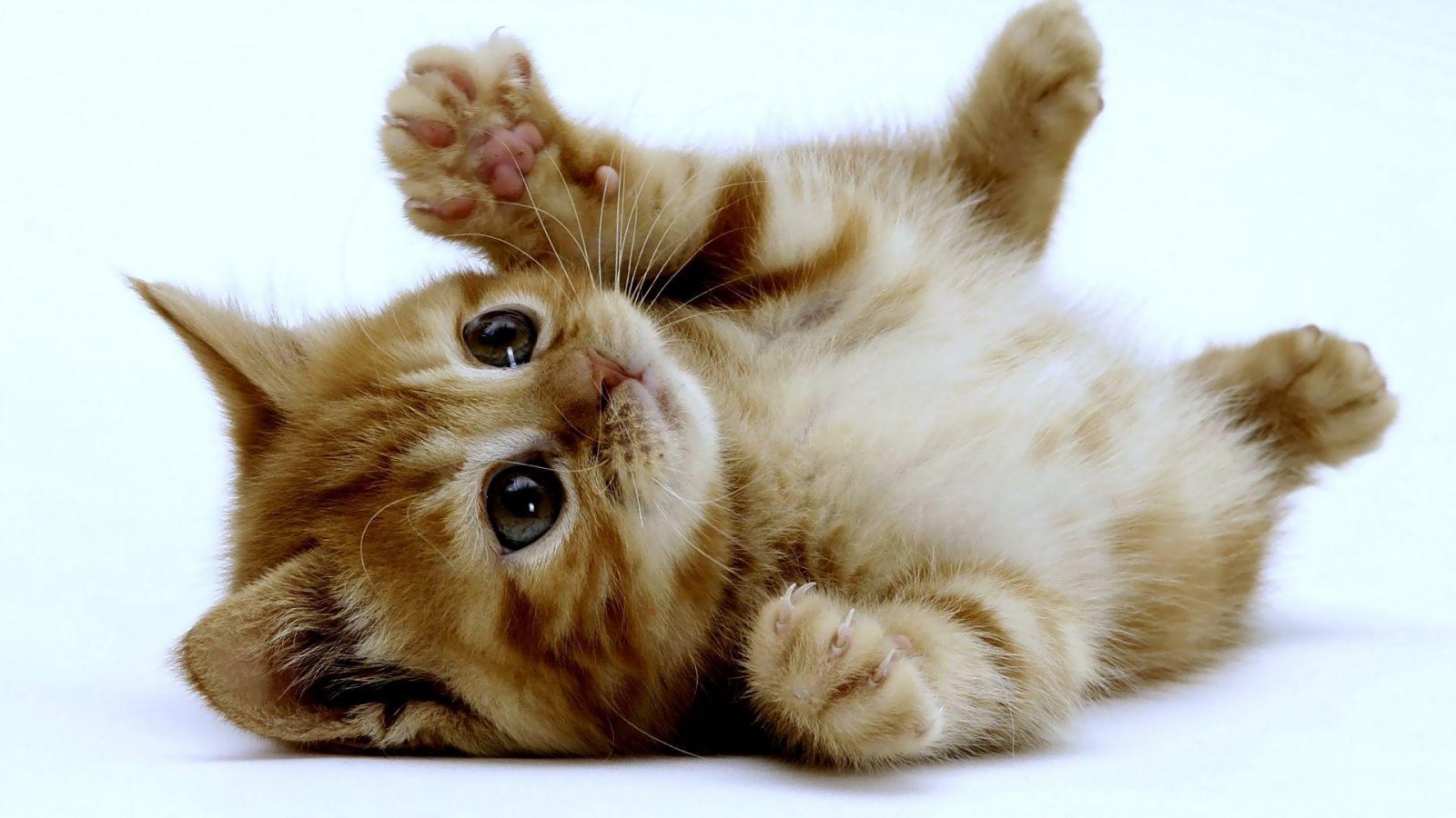 gato deitado