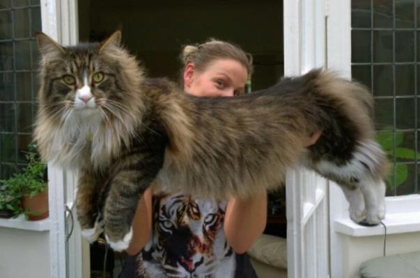 gato gigante