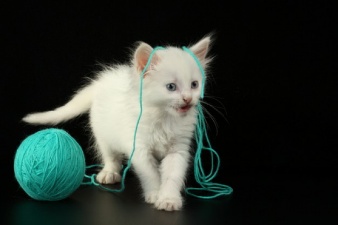 gato com lã