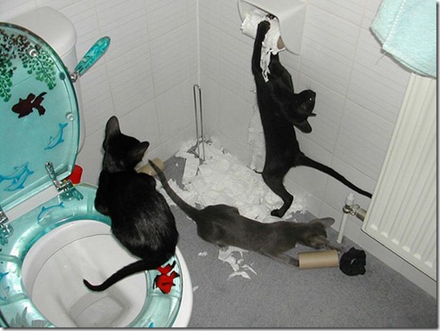 gatos bagunçando