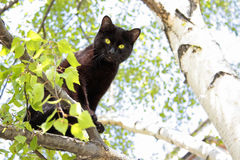 gato na arvore