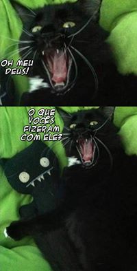 piada com gato