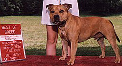 Int'l/AKC Ch. Tonka