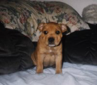 Tonka as a puppy