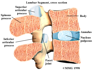 cushion between vertebrae