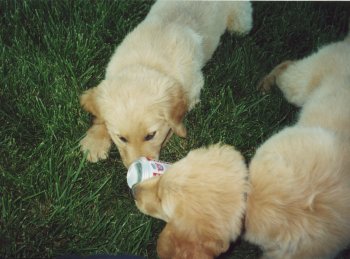 [Dogscan]
