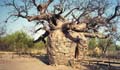 Boab Tree Derby W.A.