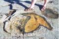 Dinosaur Footprints Broome